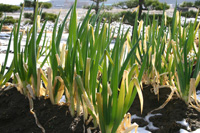 �����������������C���[�W